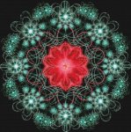 (image for) Poinsettia